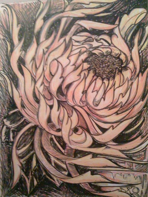 Detailed chrysanthemum ink drawing