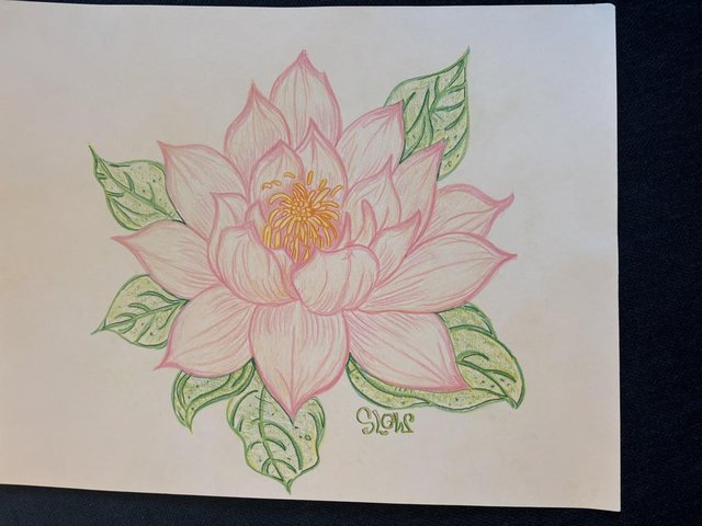 Pink lotus flower drawing with green leaves
