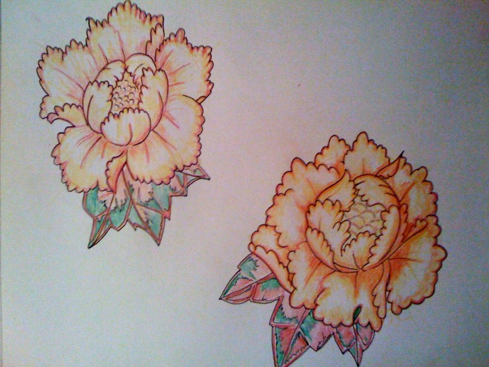Colored pencil drawing of two peony flowers